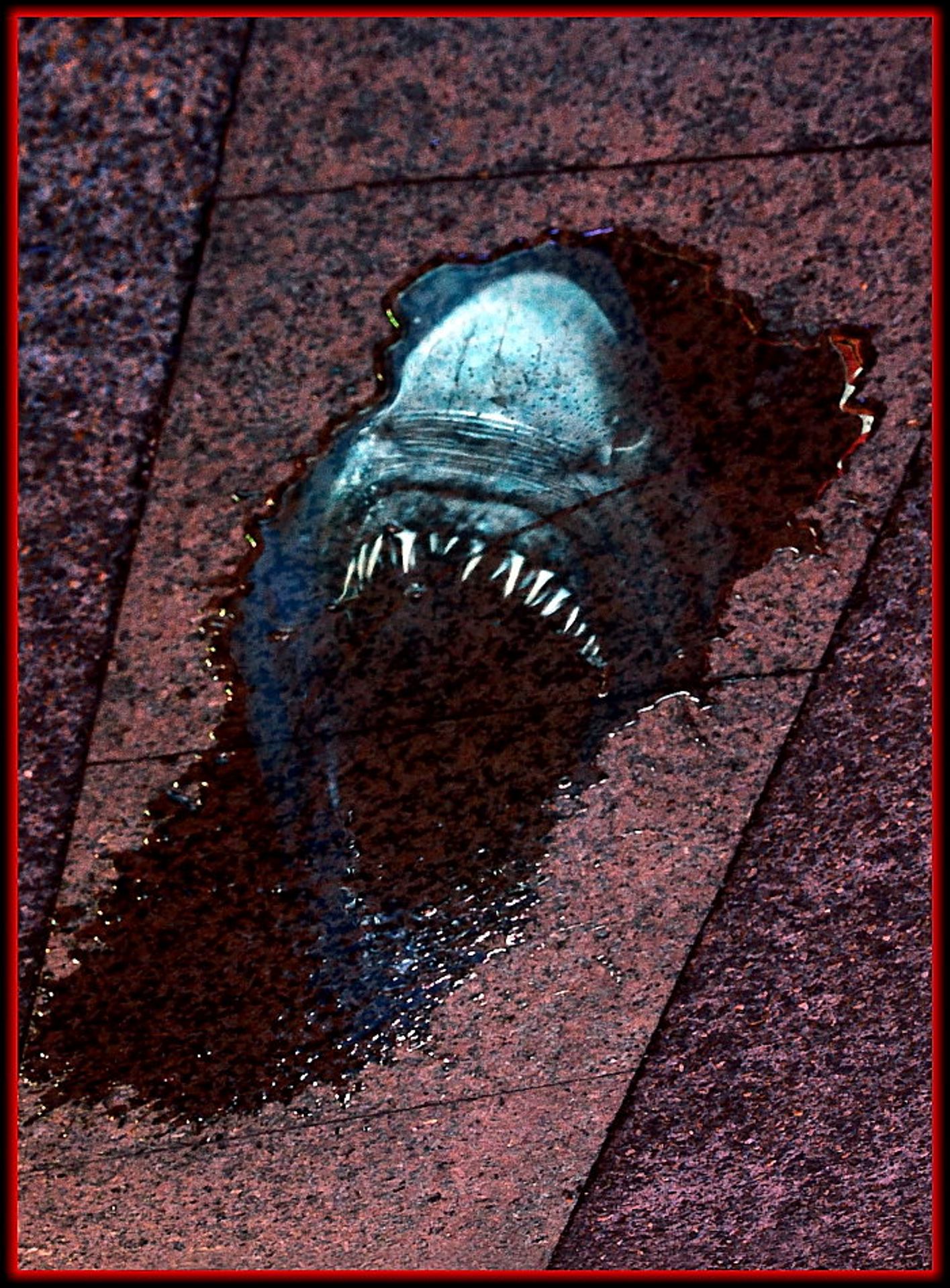 shark