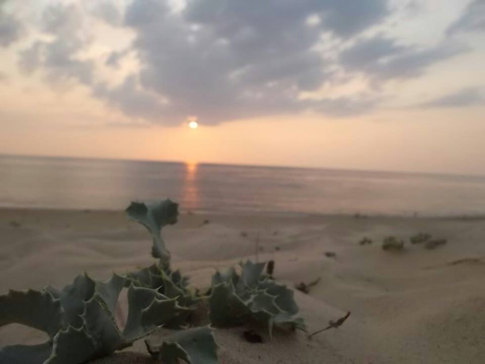 chardon et douce plage