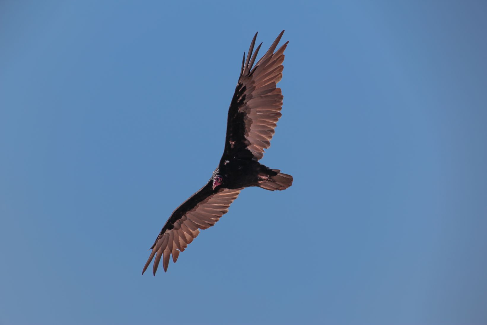 Condor californien
