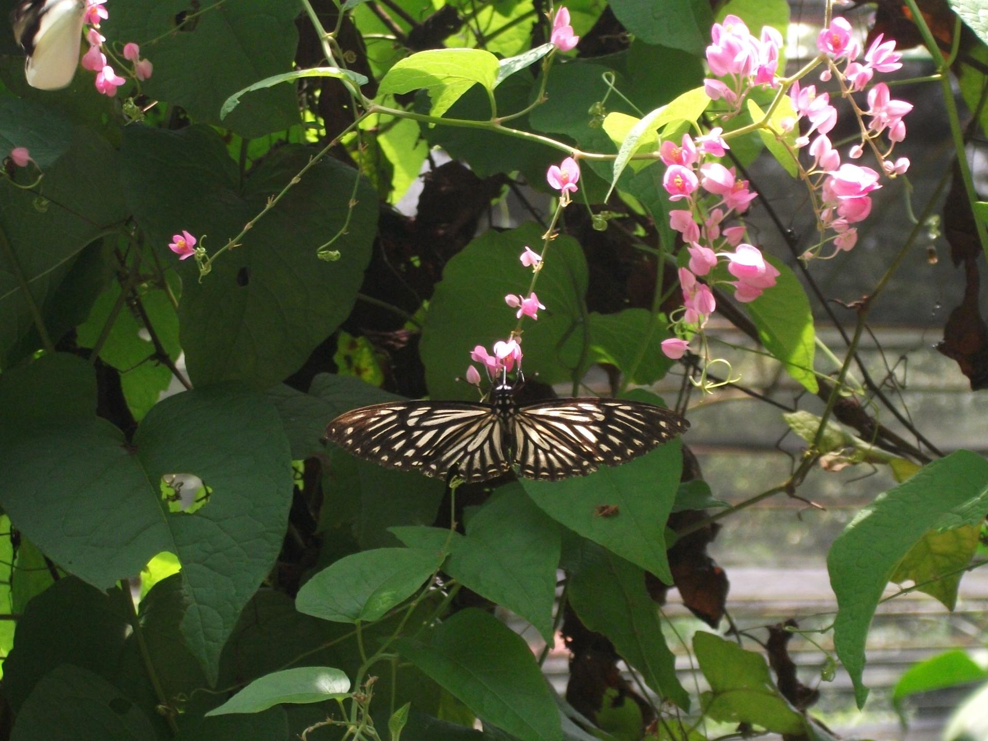 kuala lumpur butterfly park