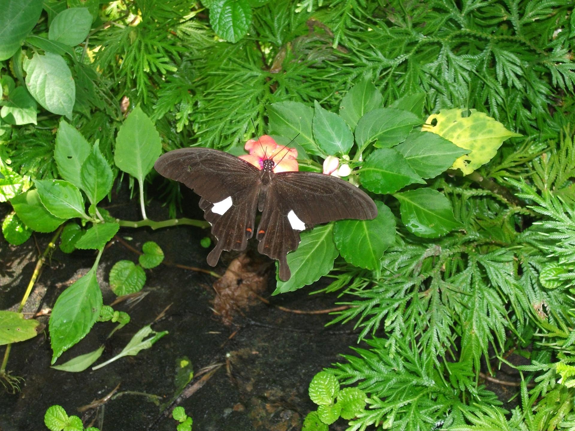 kuala lumpur butterfly park