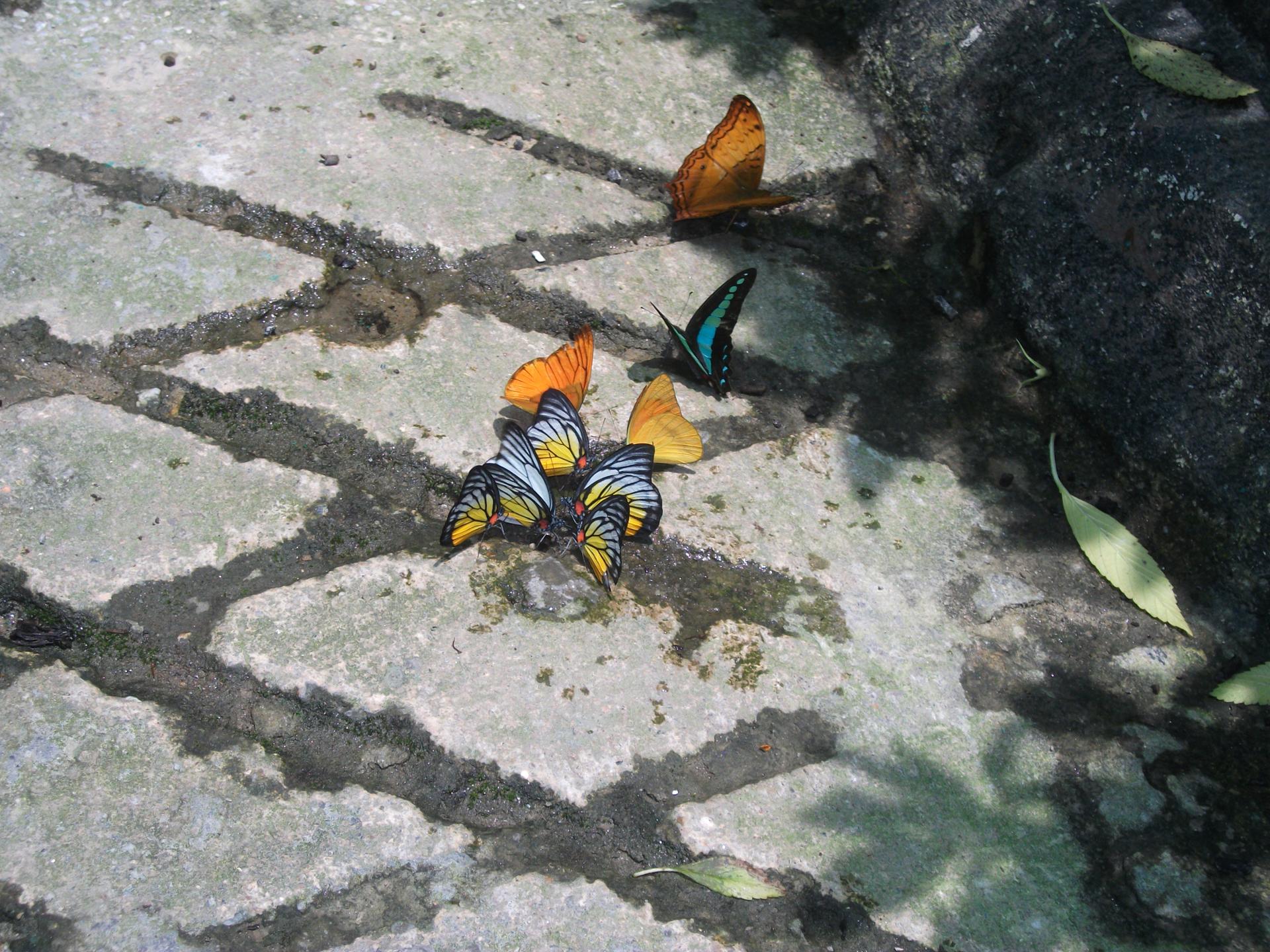 kuala lumpur butterfly park