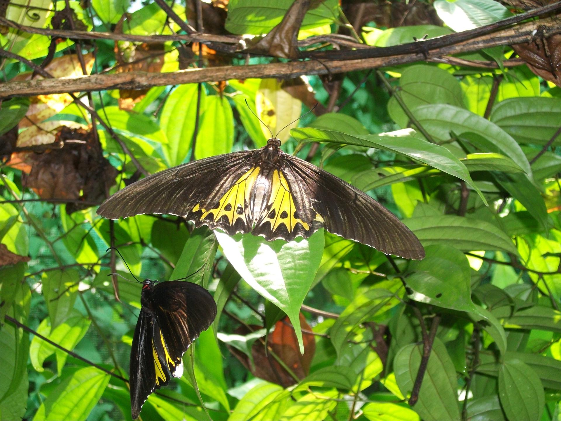 kuala lumpur butterfly park