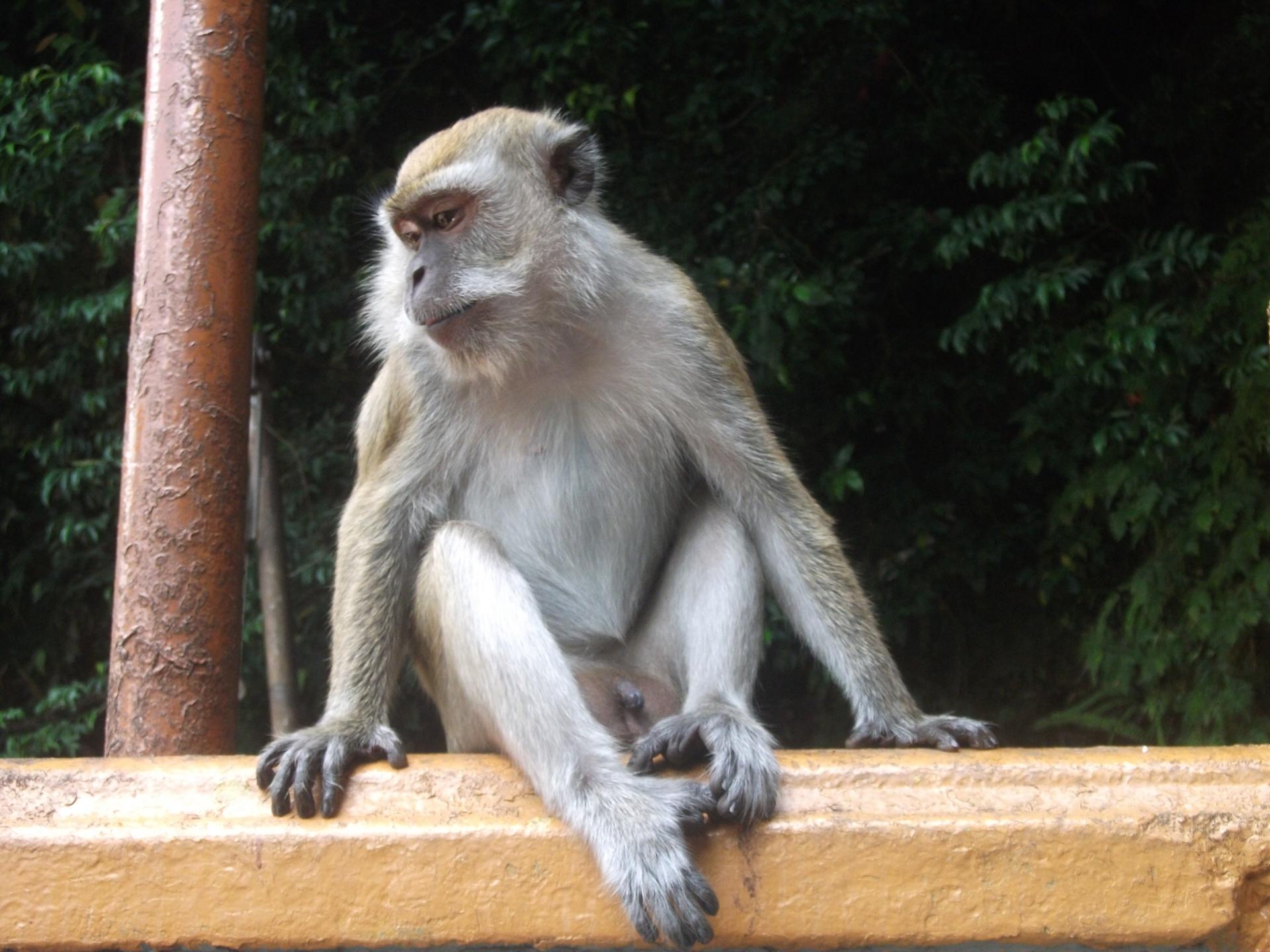 singe batu caves