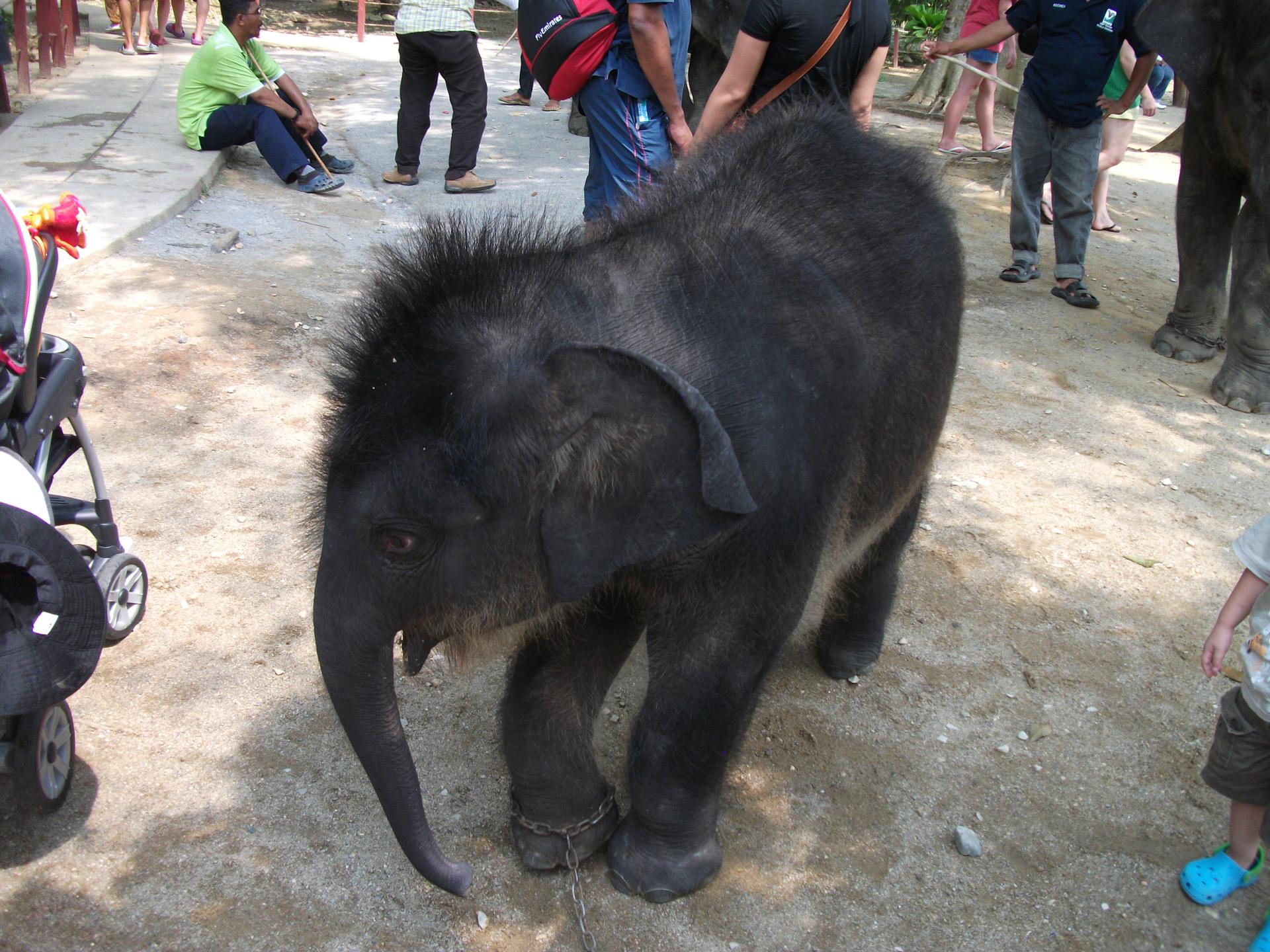 temerloh