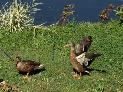 Allez avance mon p'tit canard !!!!!