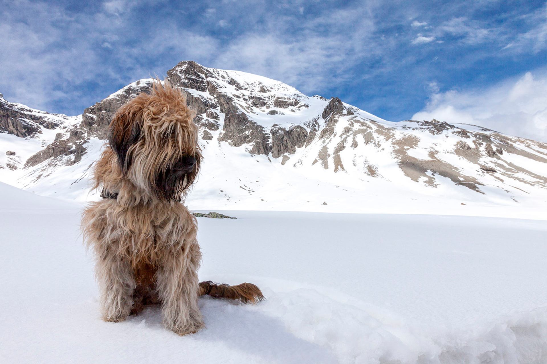 Briard