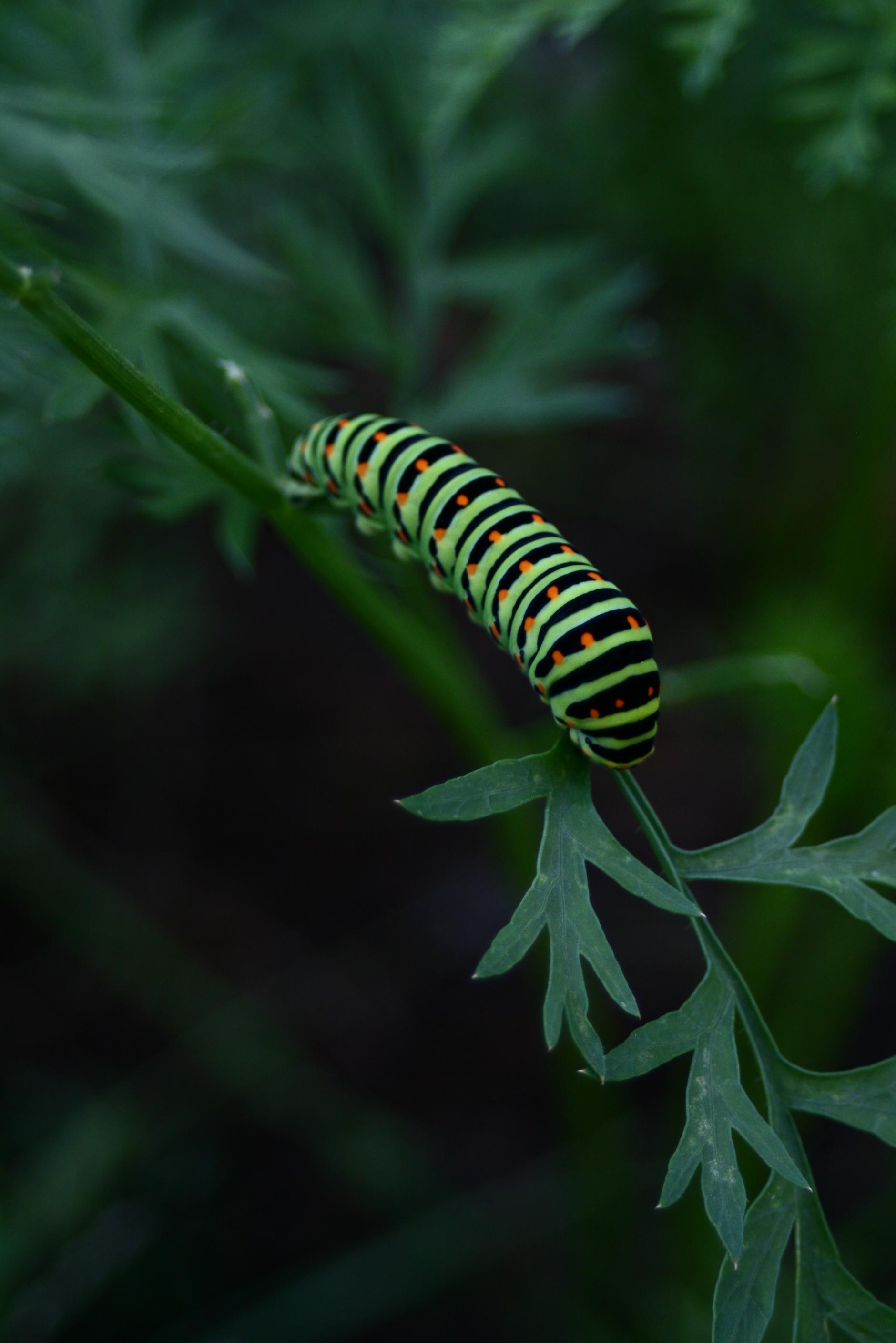 Chenille......