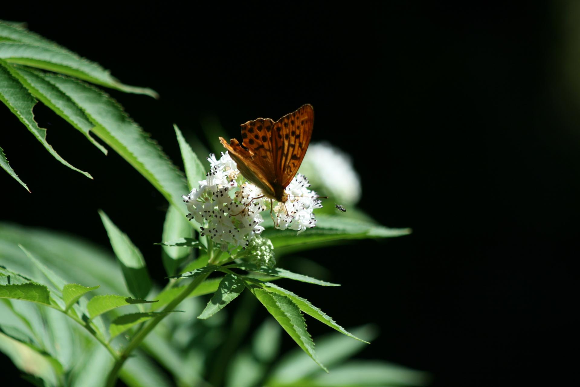 Papillon.....et l'invité surprise