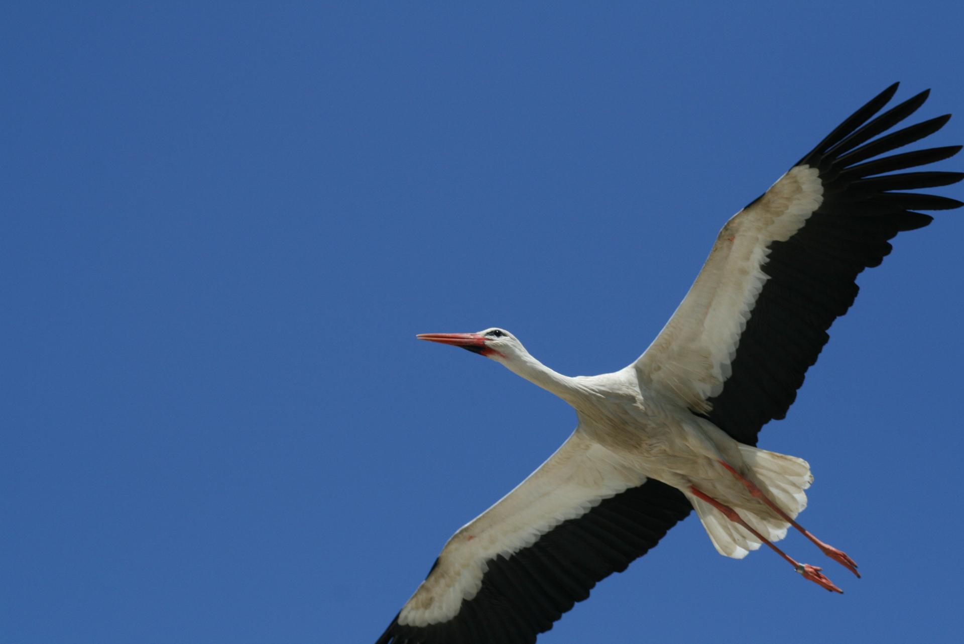 cigogne