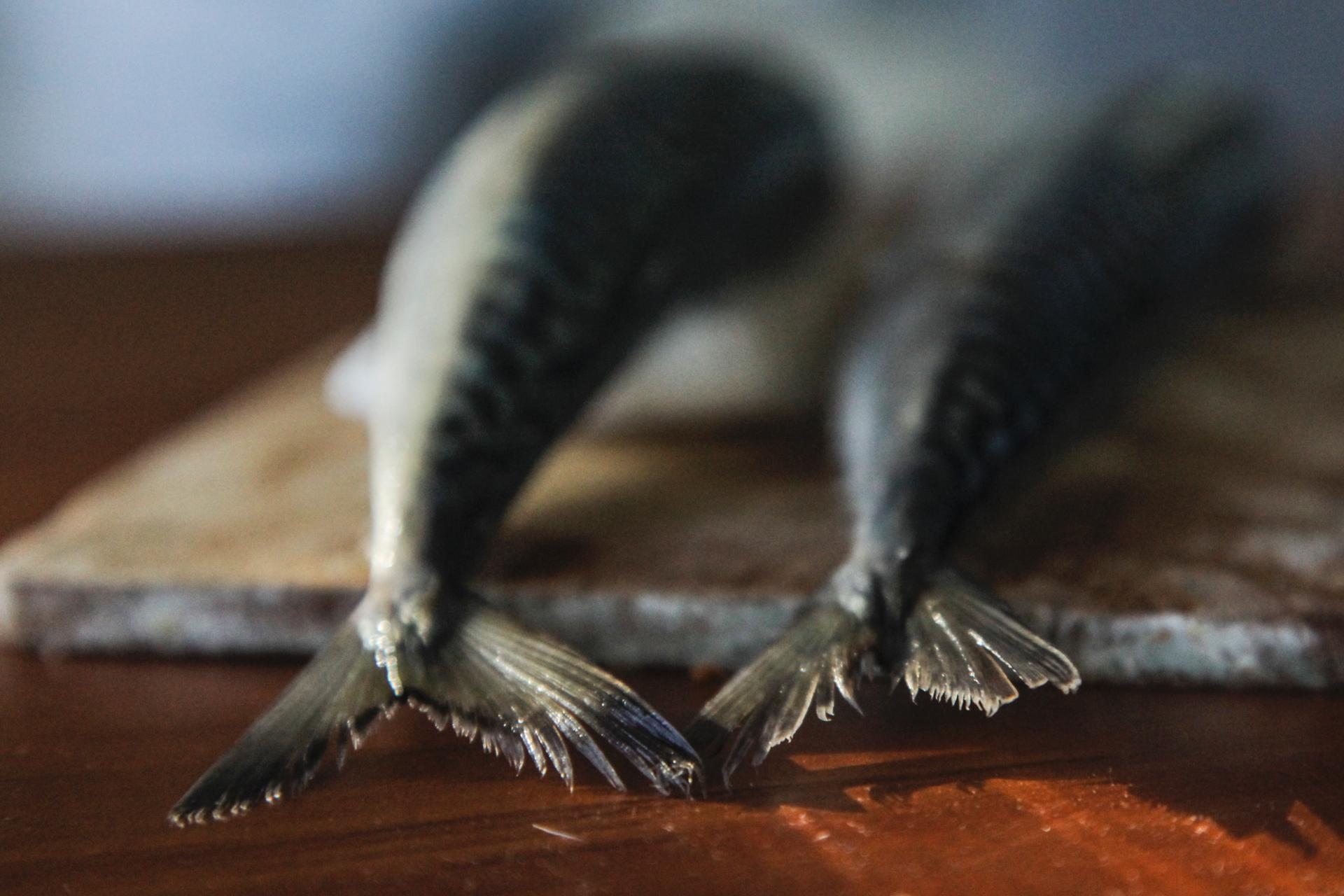 Maqereaux ou Macro-13