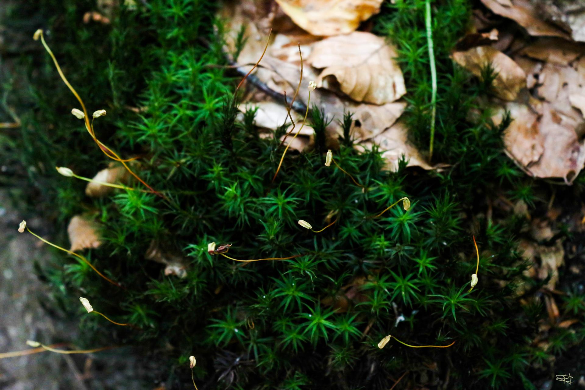 Polytrichum