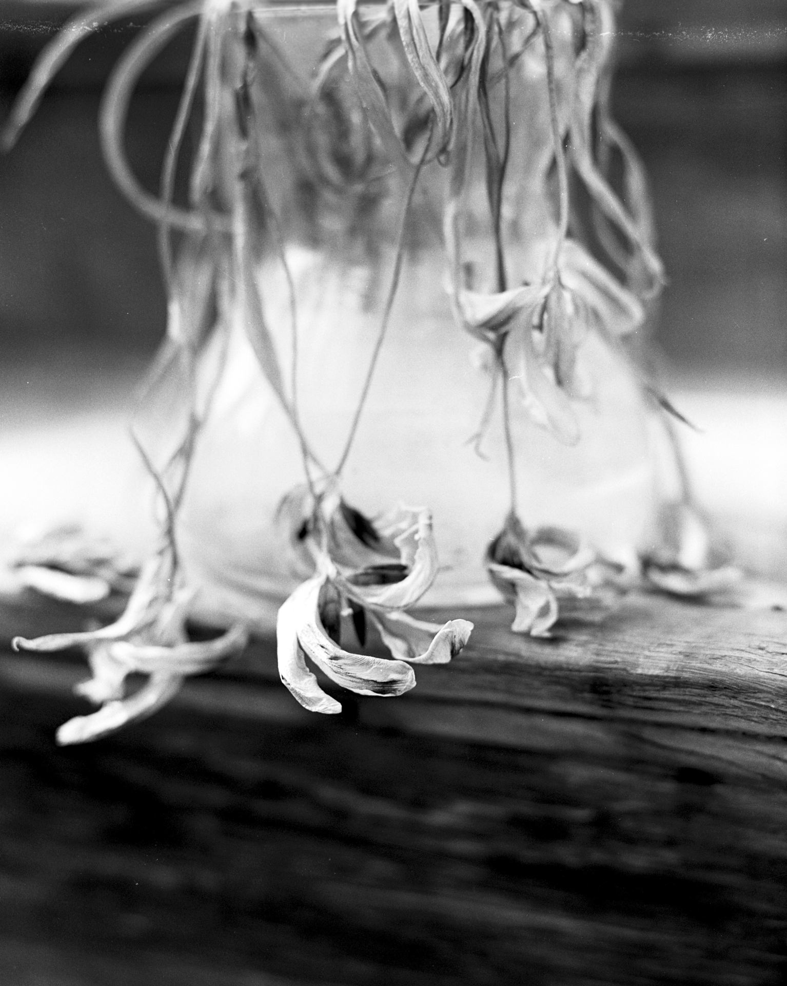 devenir Serein (série) _ les fleurs