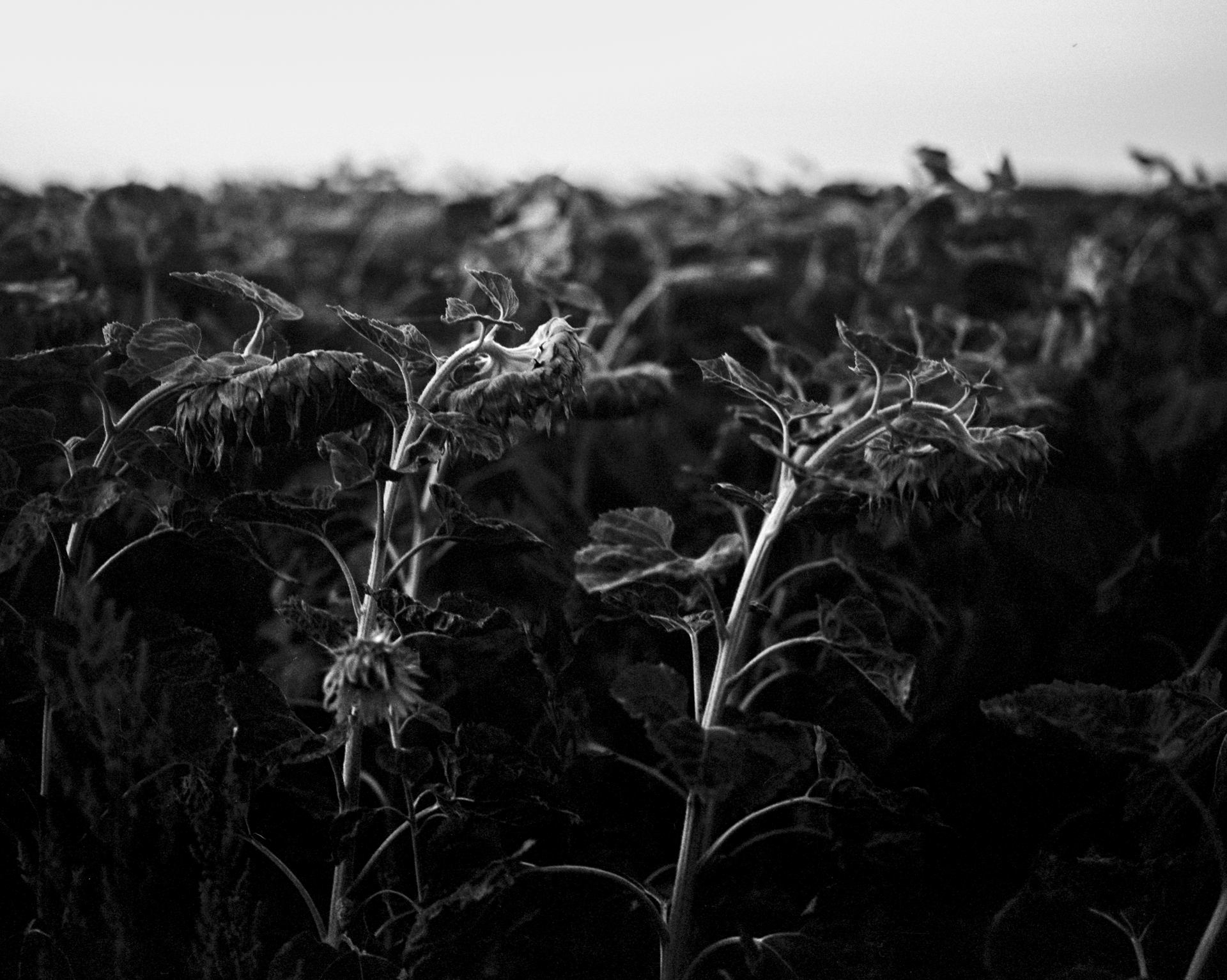 devenir Serein (série) _ tournesols