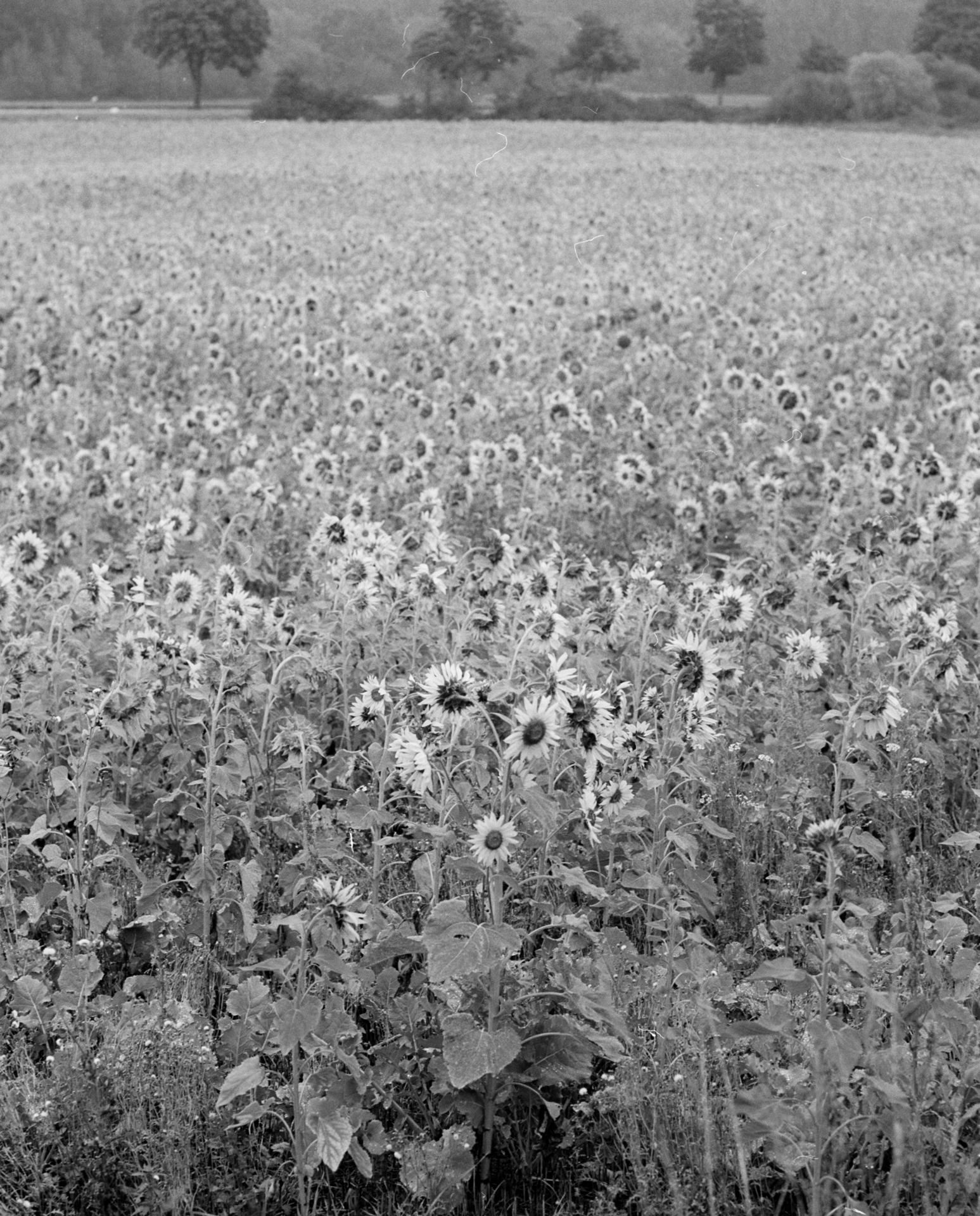 devenir Serein (série) _ champs