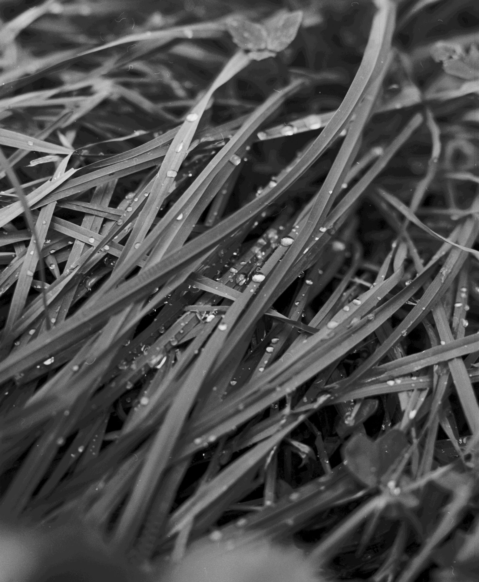 devenir Serein (série) _ rosée