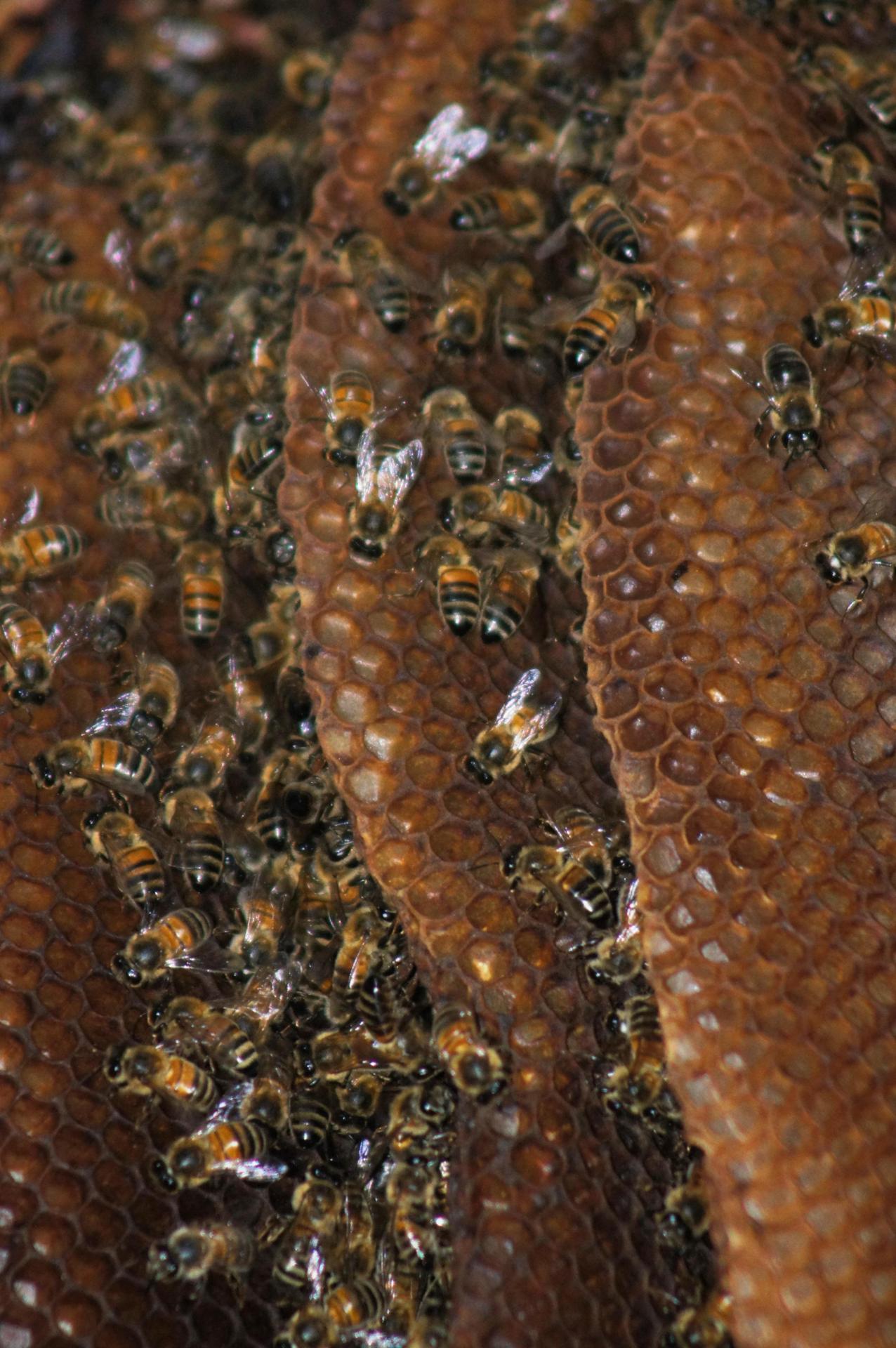 Honey time