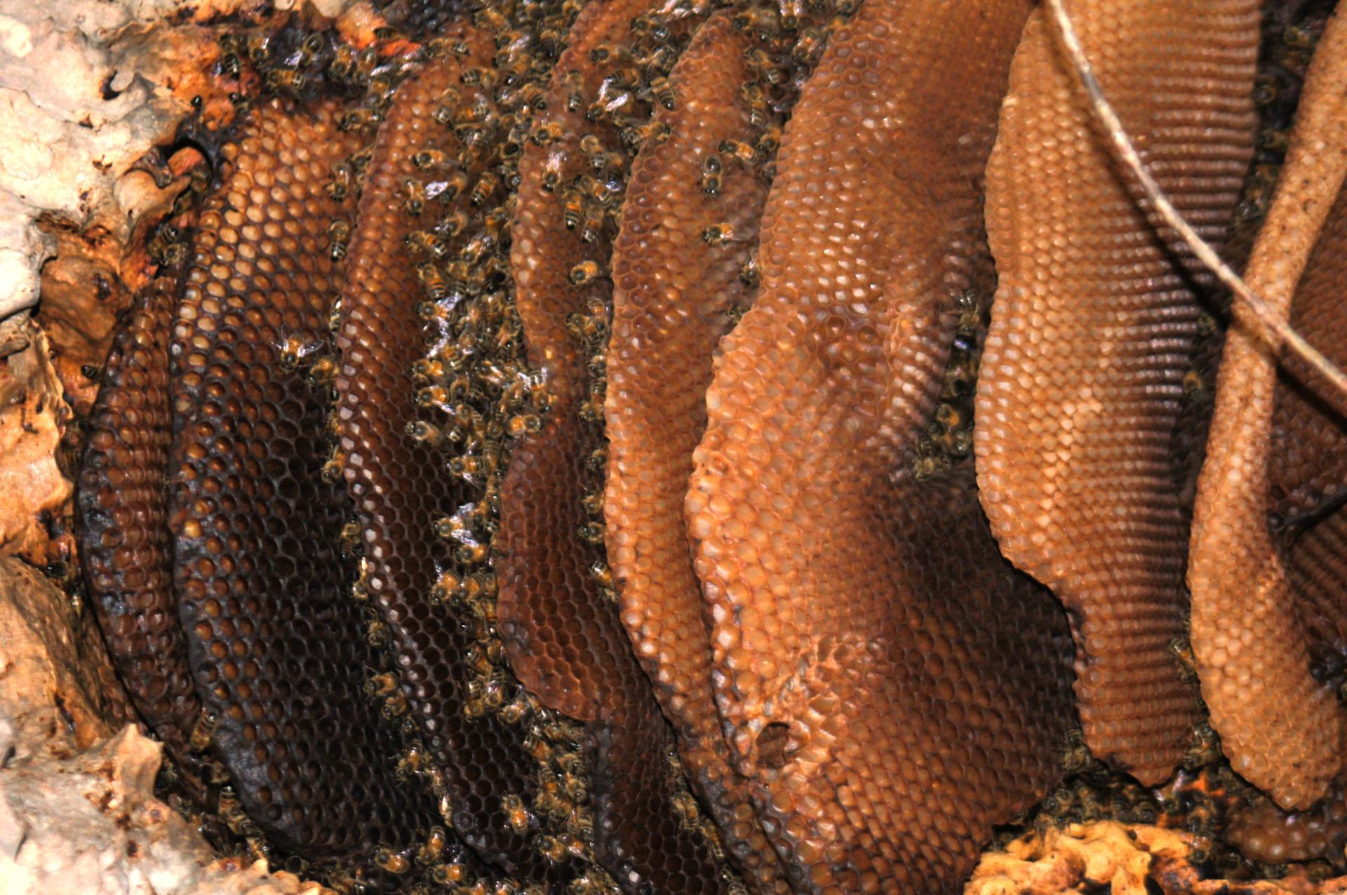 Honey time 3