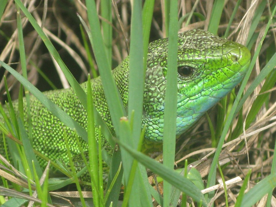 Lézard