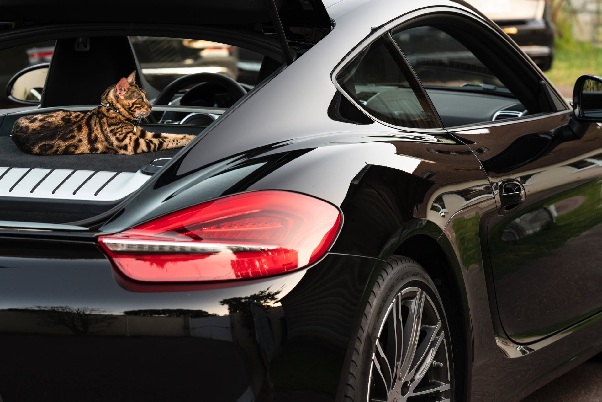 bengal cayman