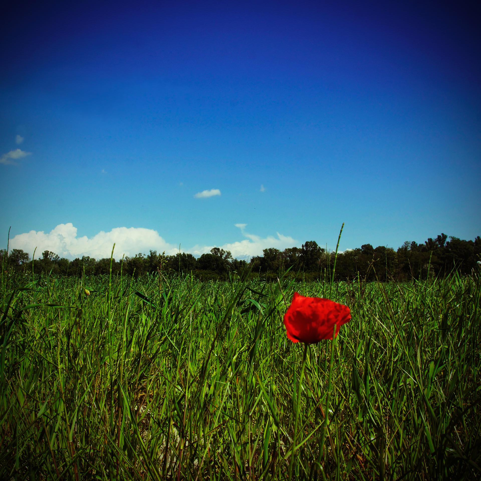 Le premier coquelicot...