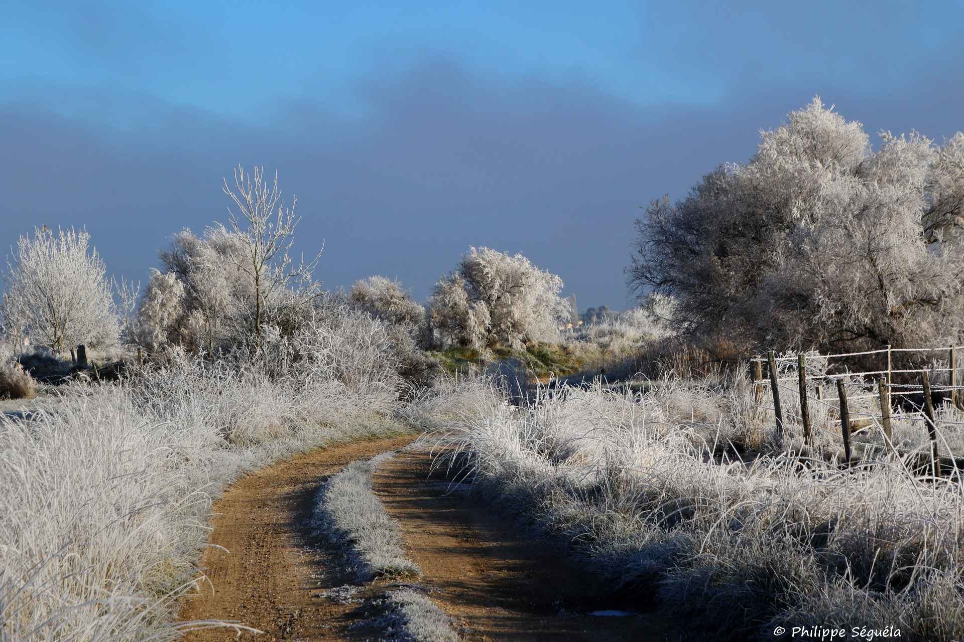 Givre matinal 17