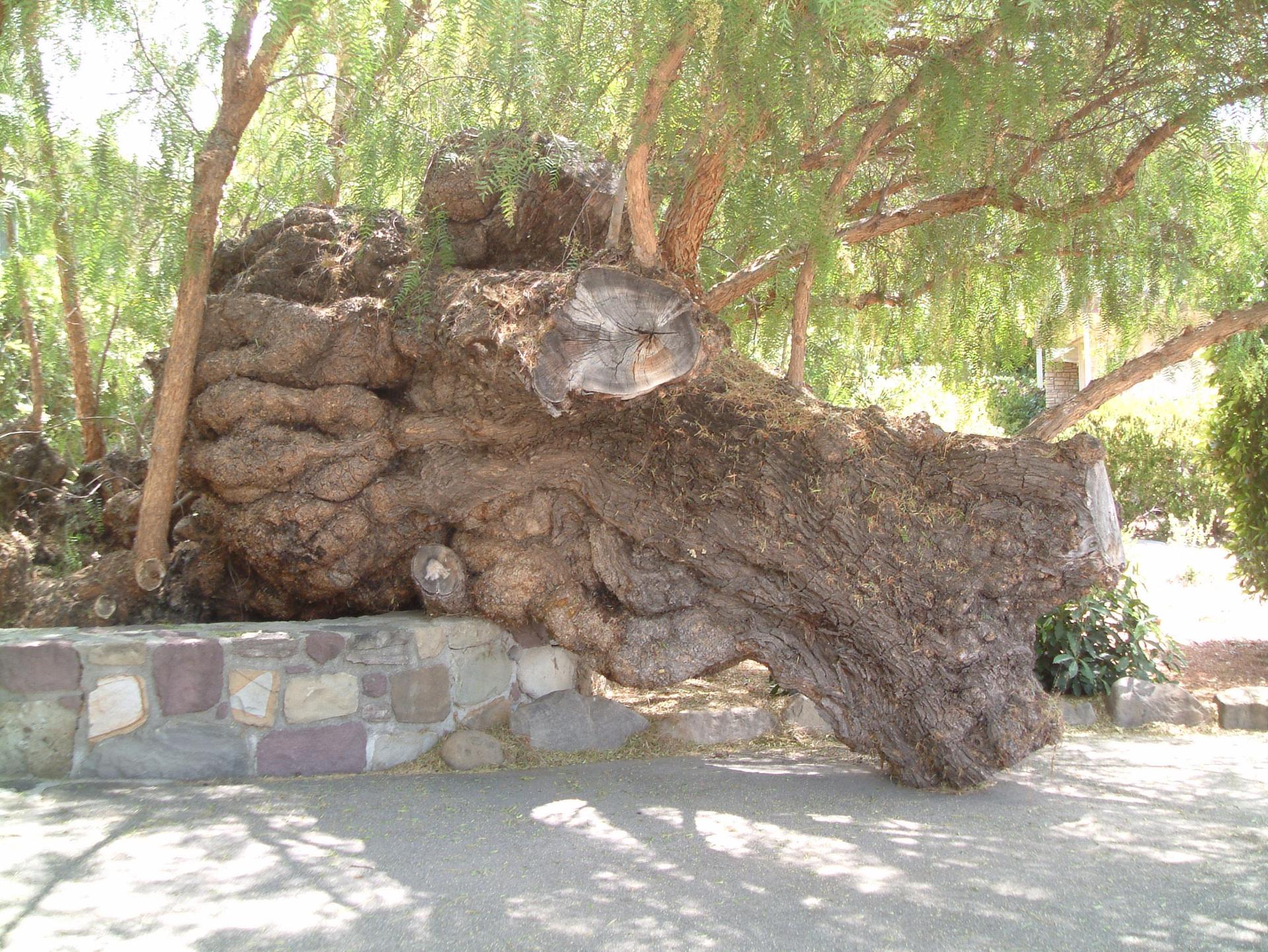 Vieil arbre couché à Ojai (Californie)