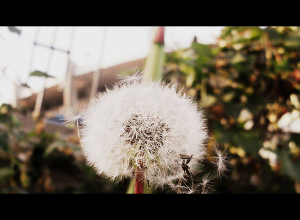 L'influance de l'automne..