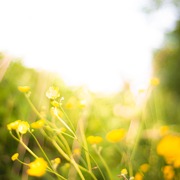 Classement final : 2882