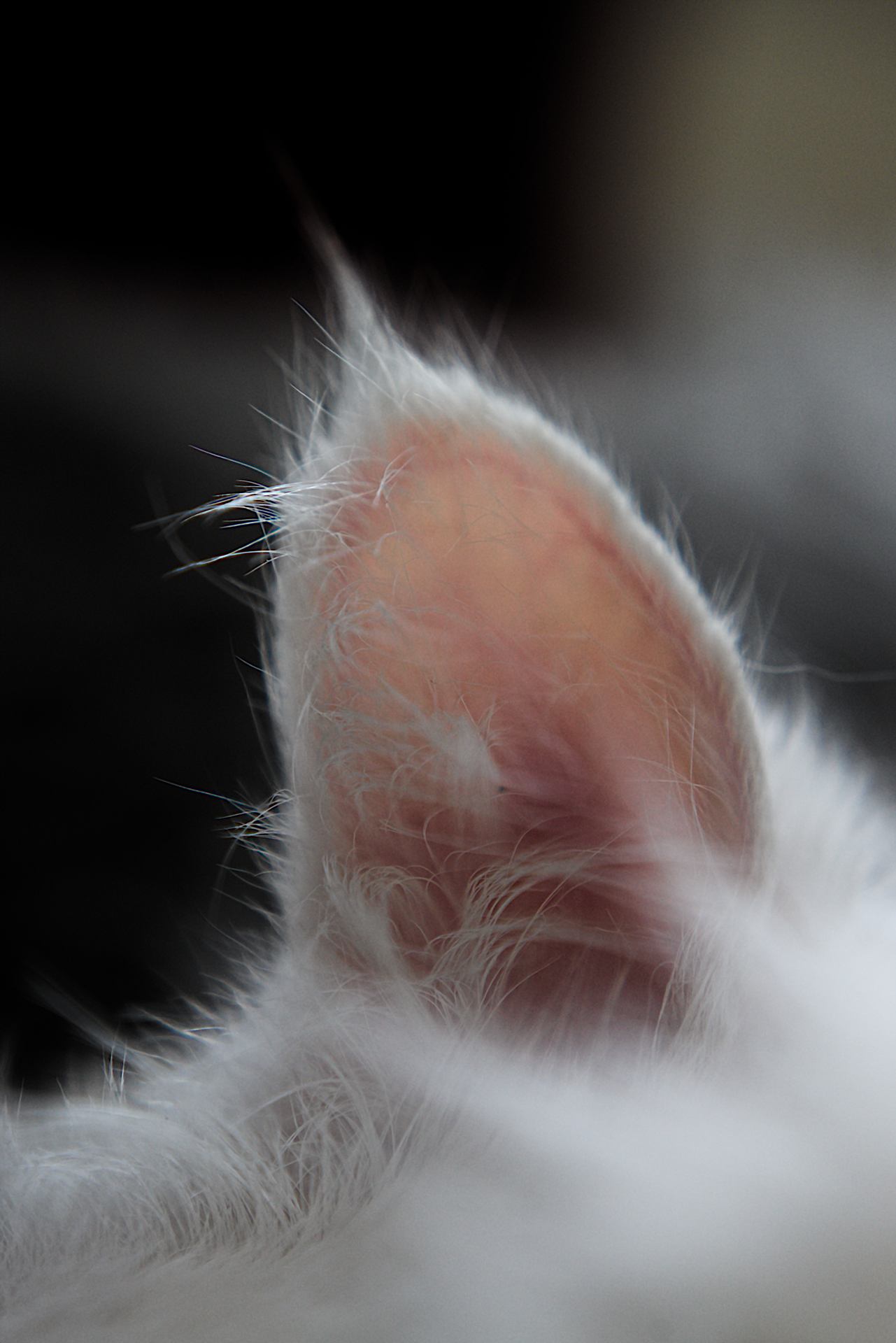 Cat close up. Nikkor af 85mm 1.8D