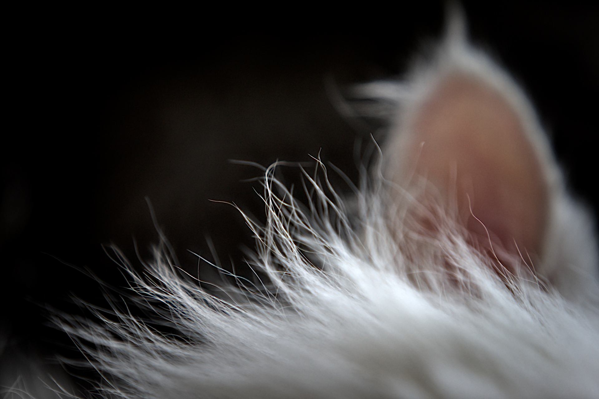 Cat close up. Nikkor af 85mm 1.8D