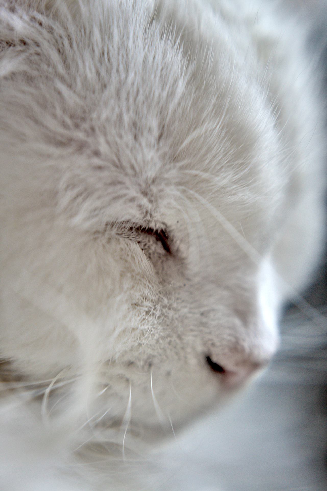 Cat close up.Nikkor af 85mm 1.8D