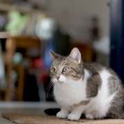 Currently in contest