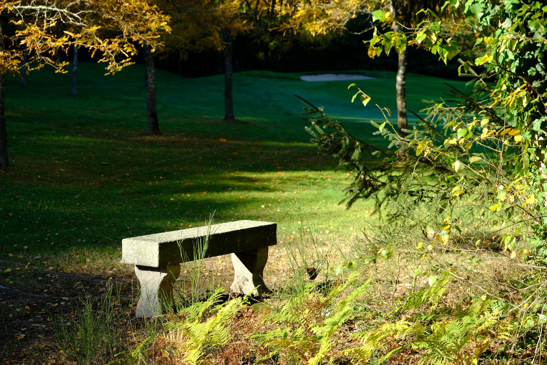 Un banc dans les bois