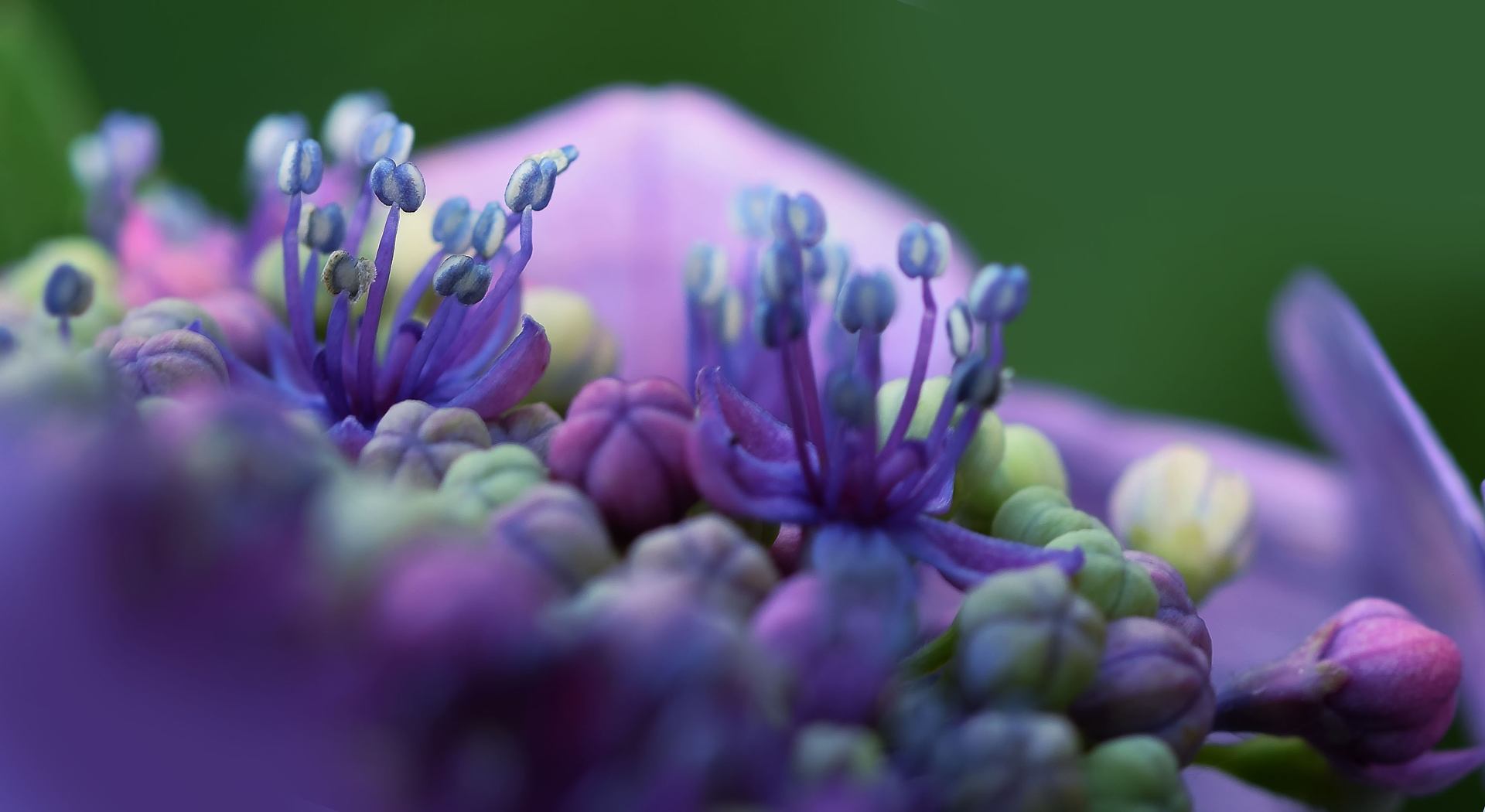 l'hortensia