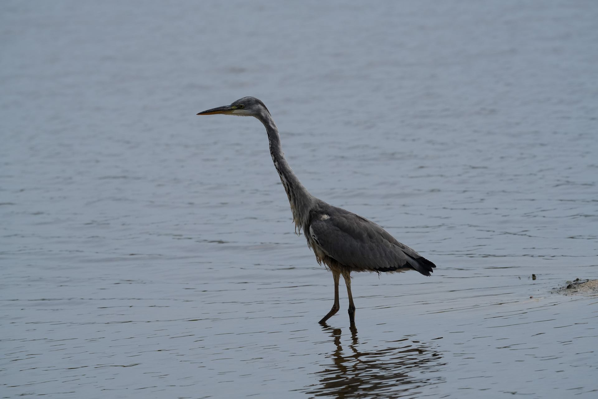 Heron