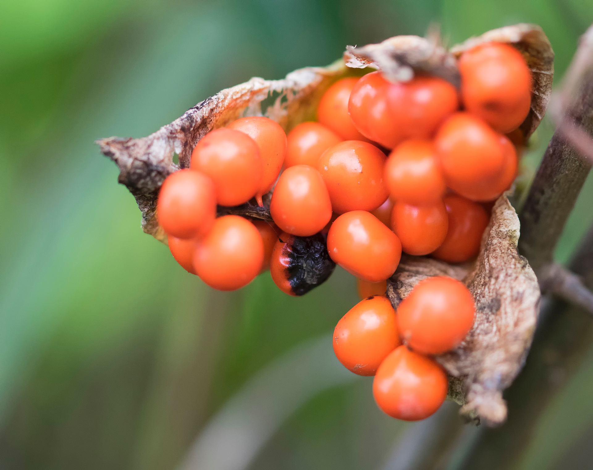 fruits sur feuilles