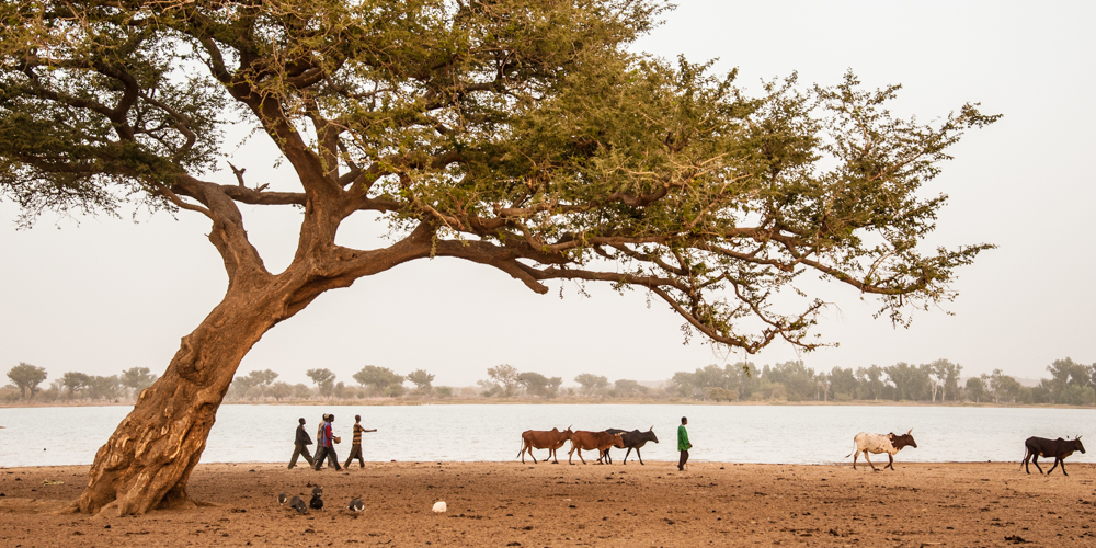 Burkina arbre soir.jpg