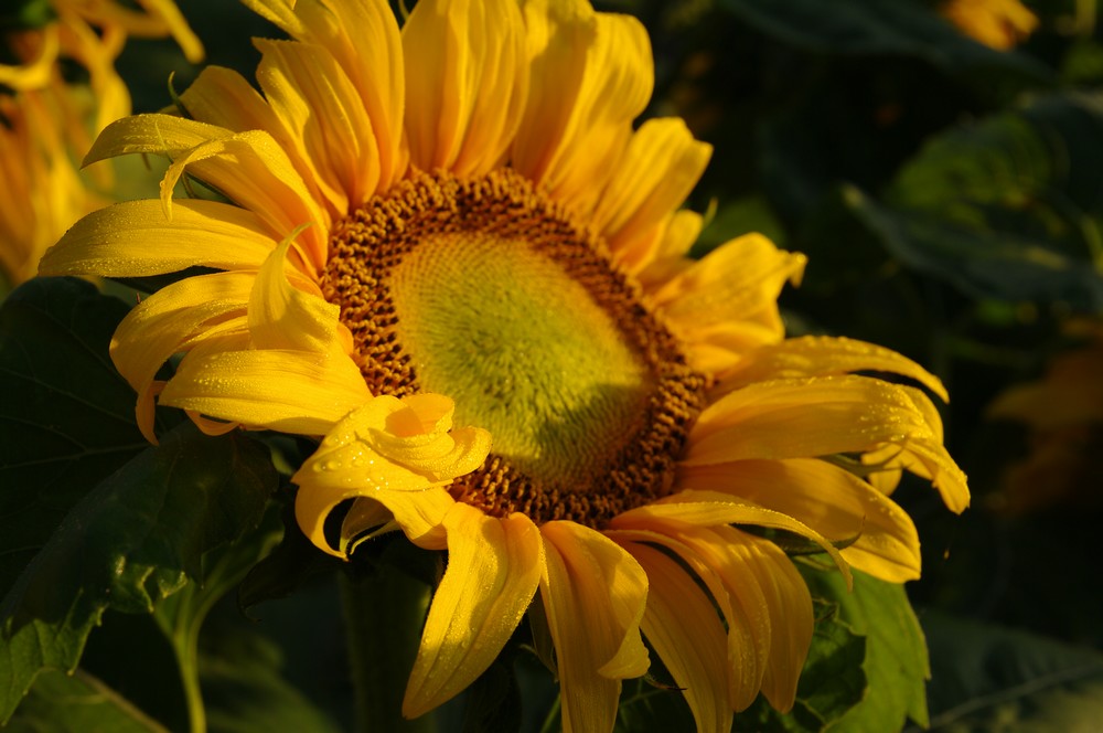 Le soleil