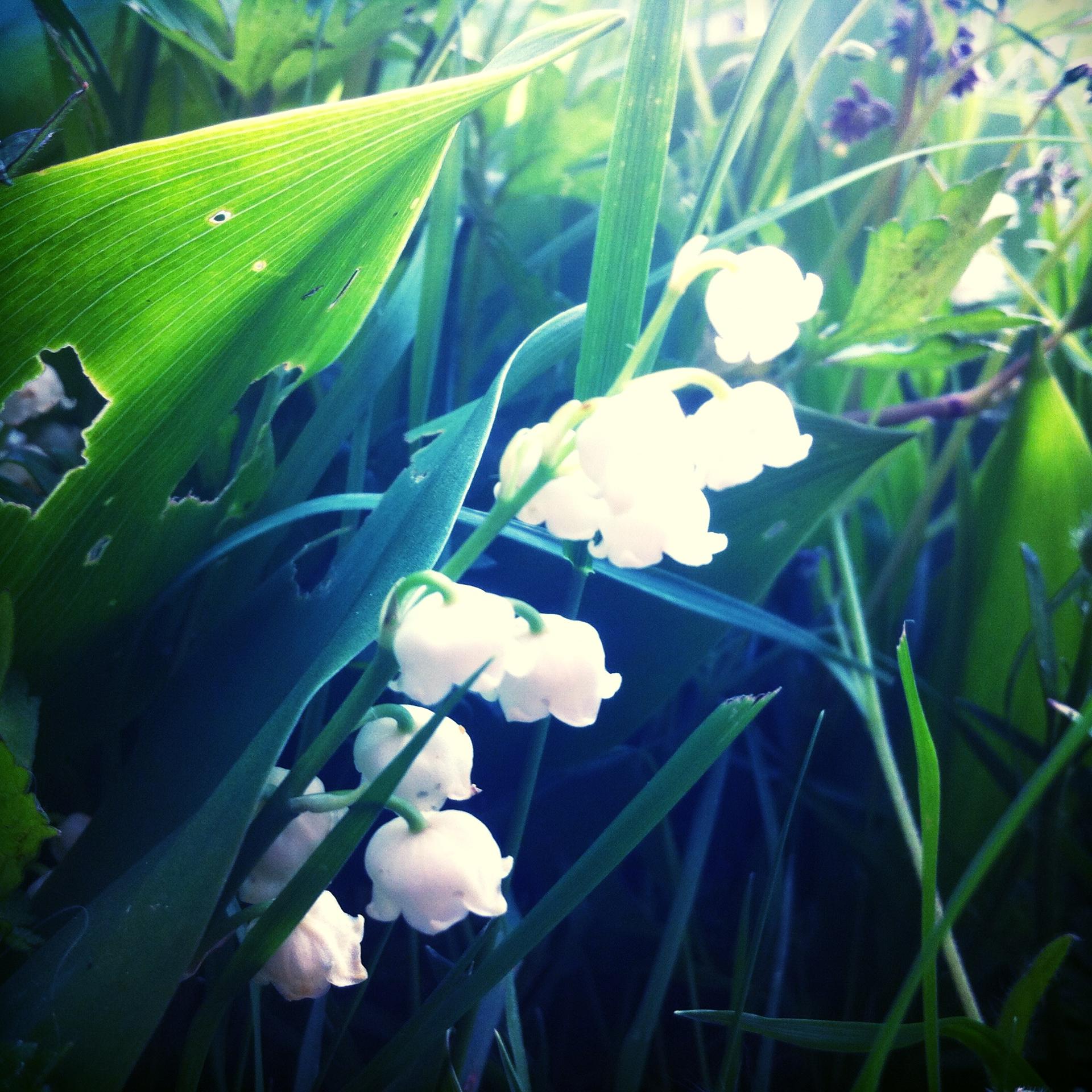 Muguet