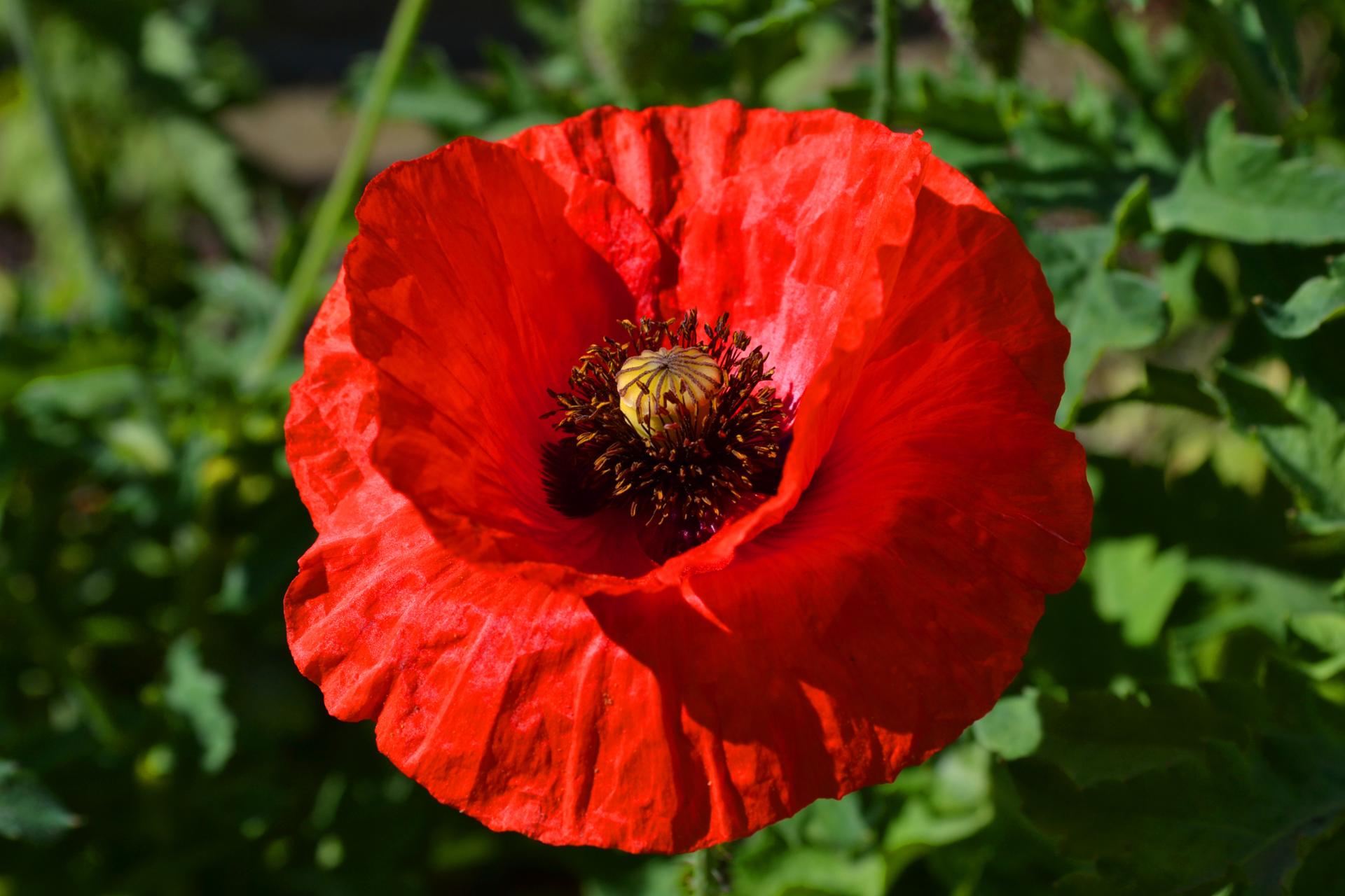 Coquelicot