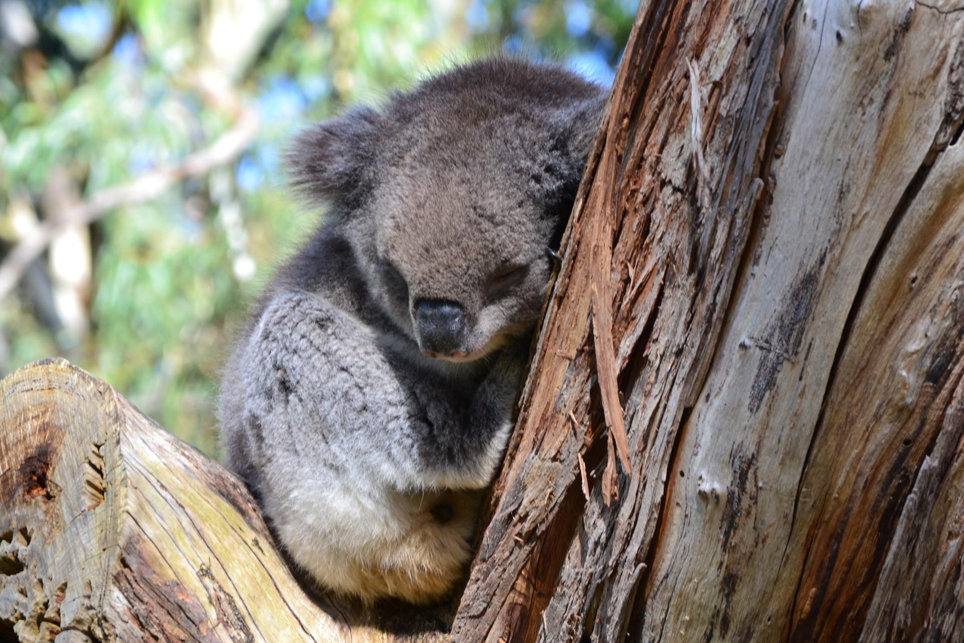 Koala