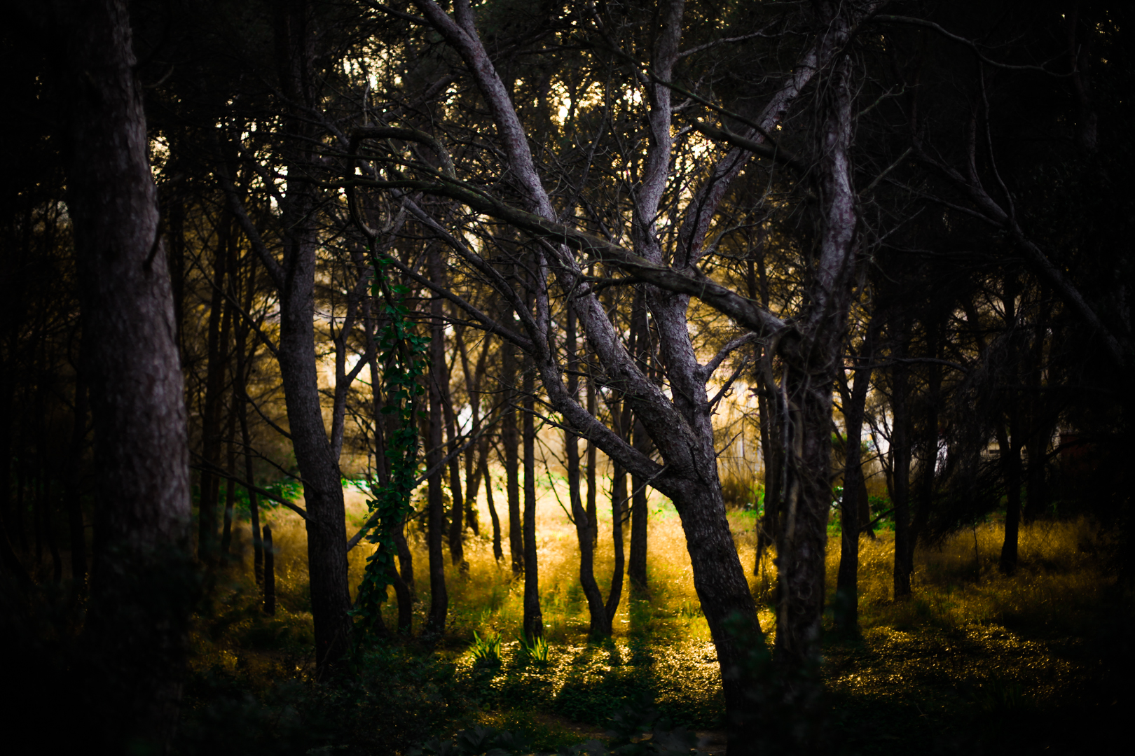 Orée des bois