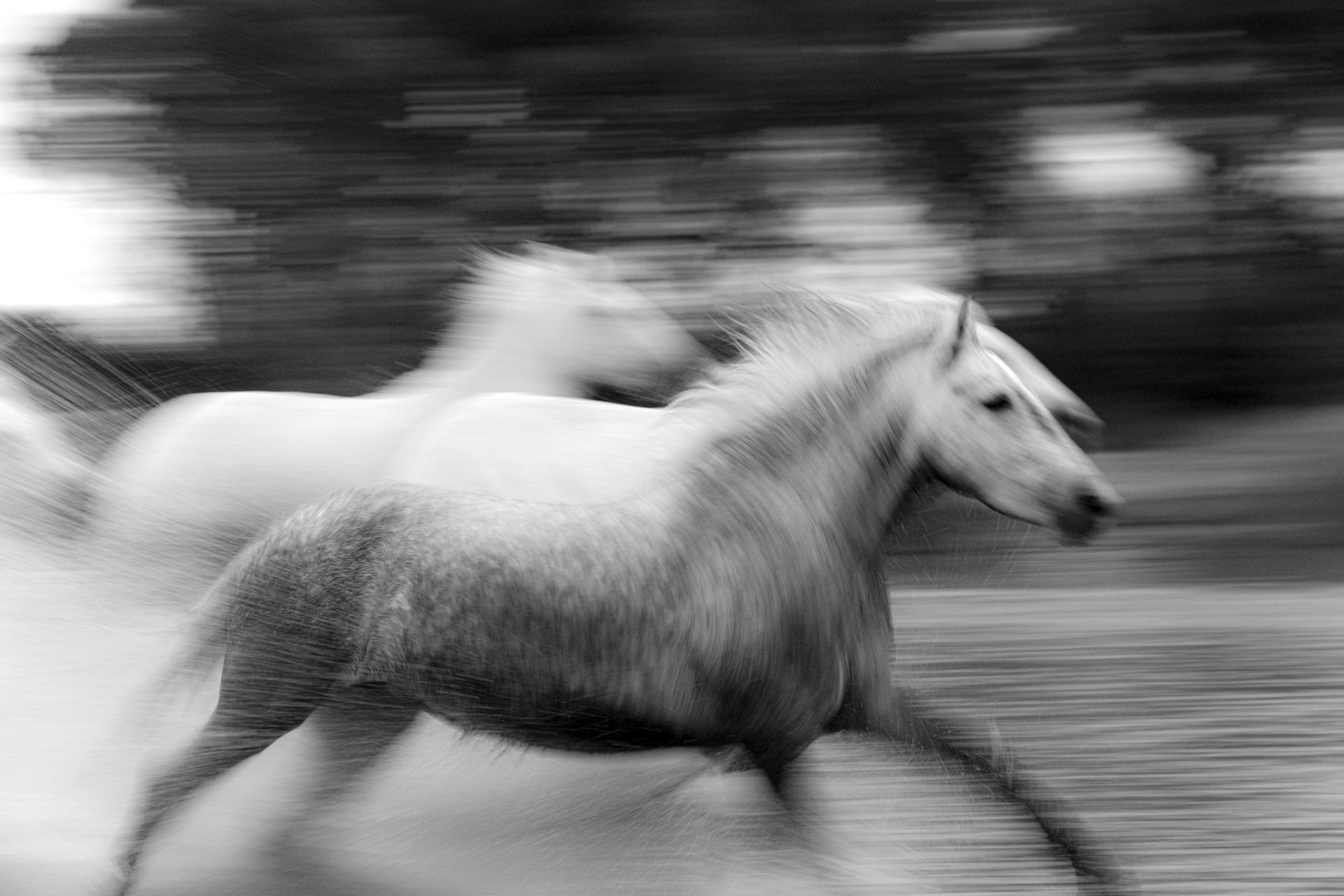 Chevaux de Camargue au galop dans le marais