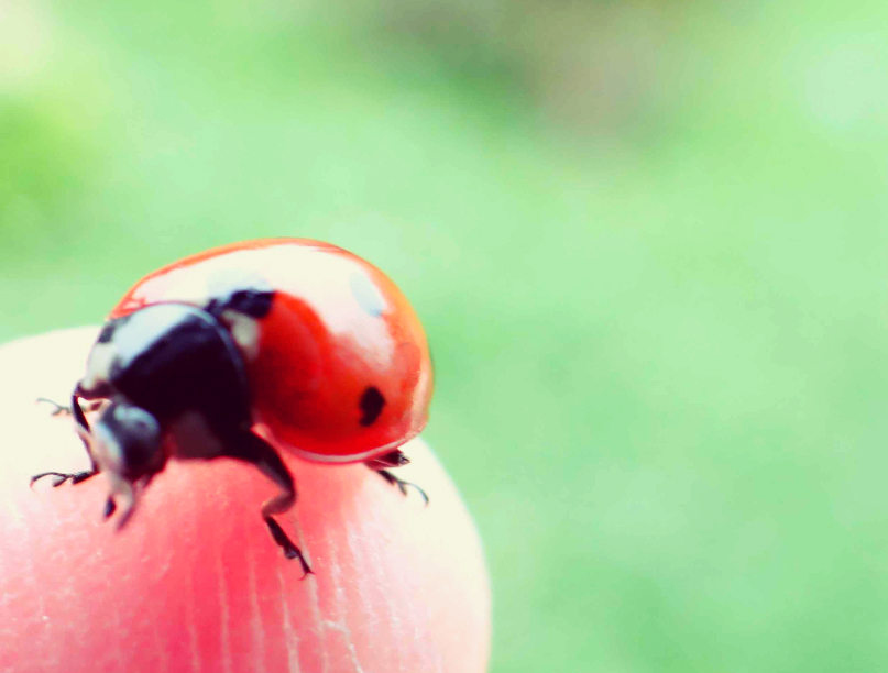 coeur de coccinelle ...