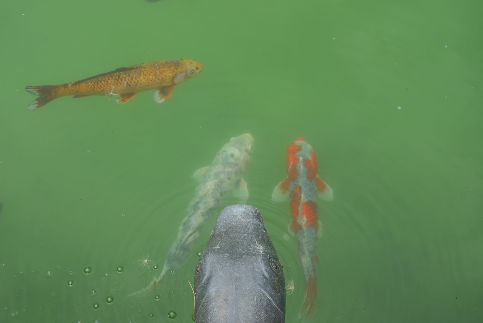 4 Carpes.JPG