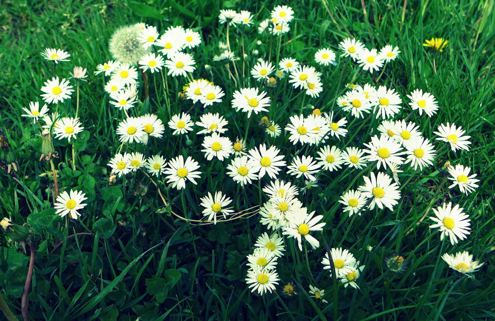 Petit lit de pâquerettes