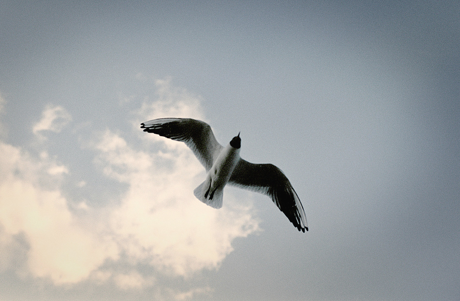 sea