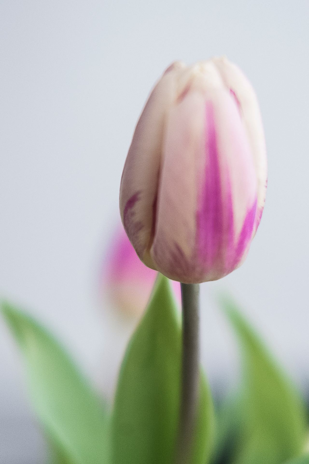 fleurs