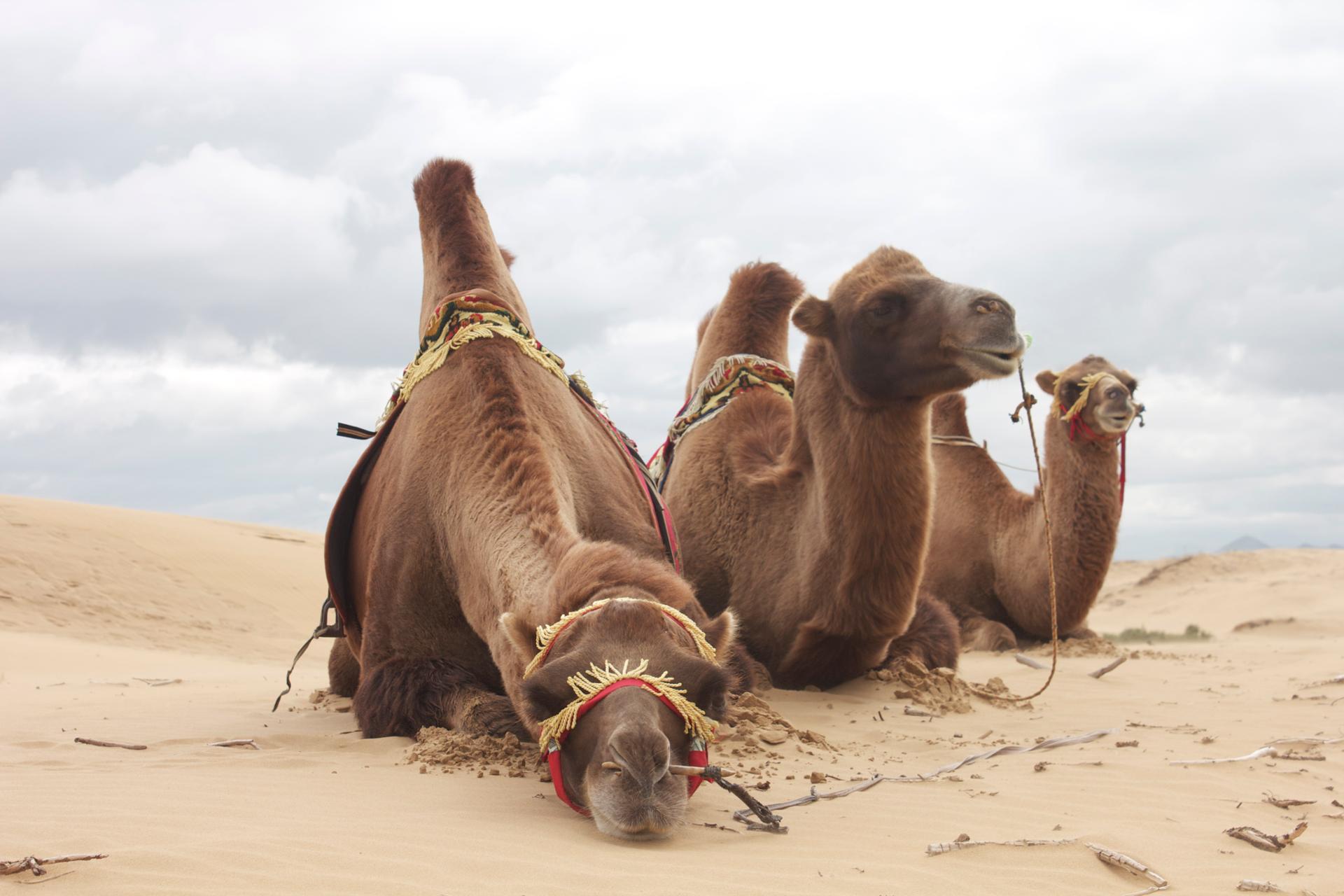 piercing camel